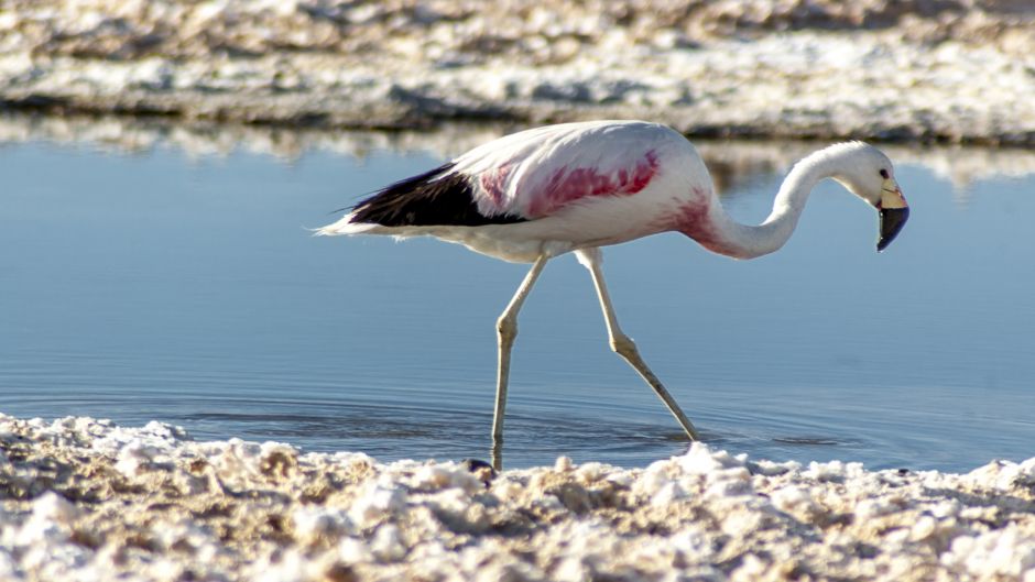 Parina grande, Guia de Fauna. RutaChile.   - 