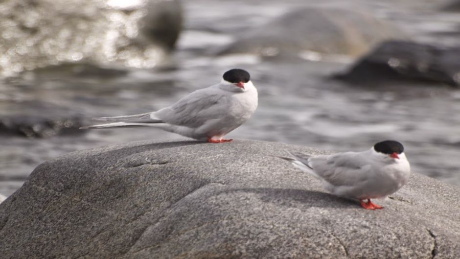 Gaviotin Antártico, Guia de Fauna. RutaChile.   - ARGENTINA