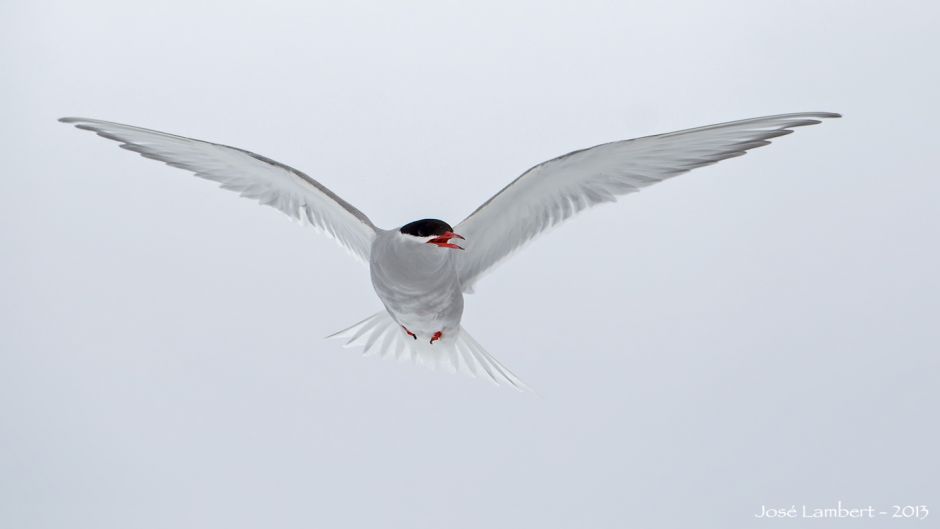 Gaviotin Antártico, Guia de Fauna. RutaChile.   - 