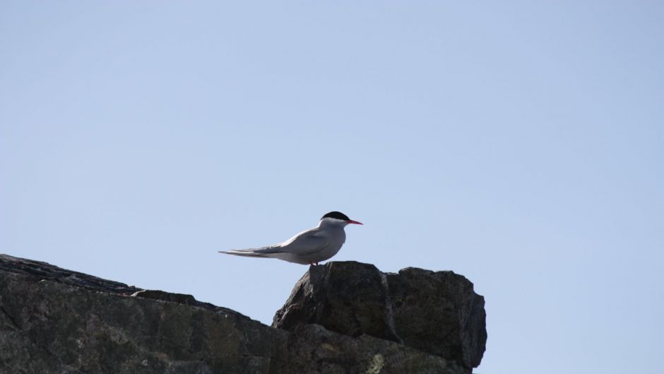 Gaviotin Antártico, Guia de Fauna. RutaChile.   - ESTADOS UNIDOS