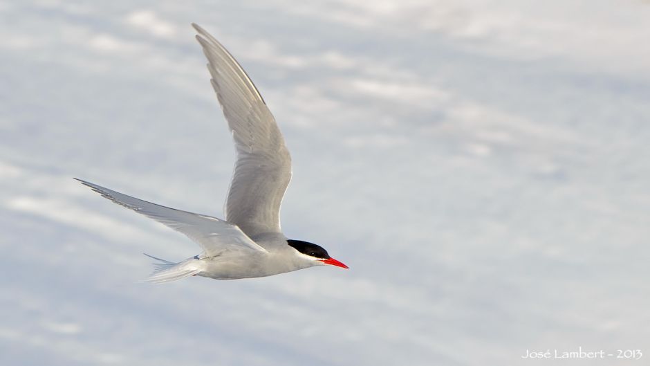 Gaviotin Antártico, Guia de Fauna. RutaChile.   - CHILE