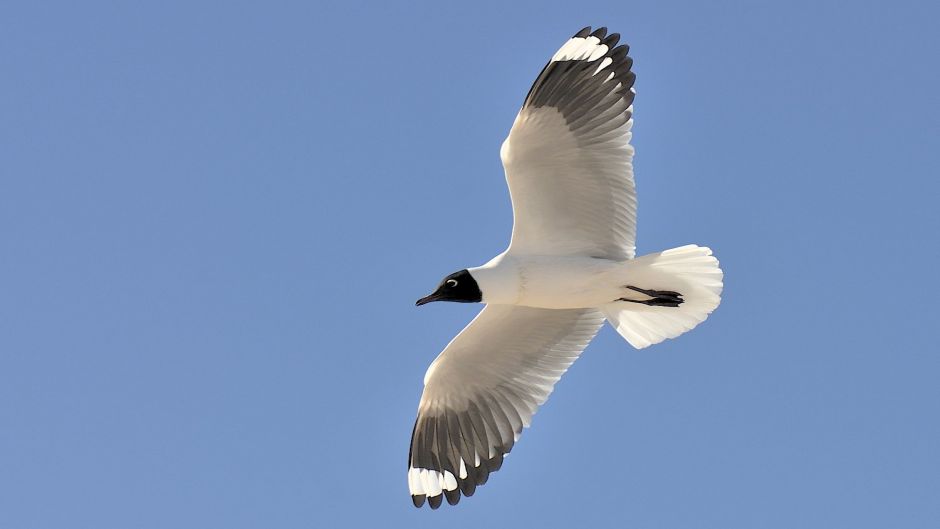 Gaviota Andina, Guia de Fauna. RutaChile.   - CHILE