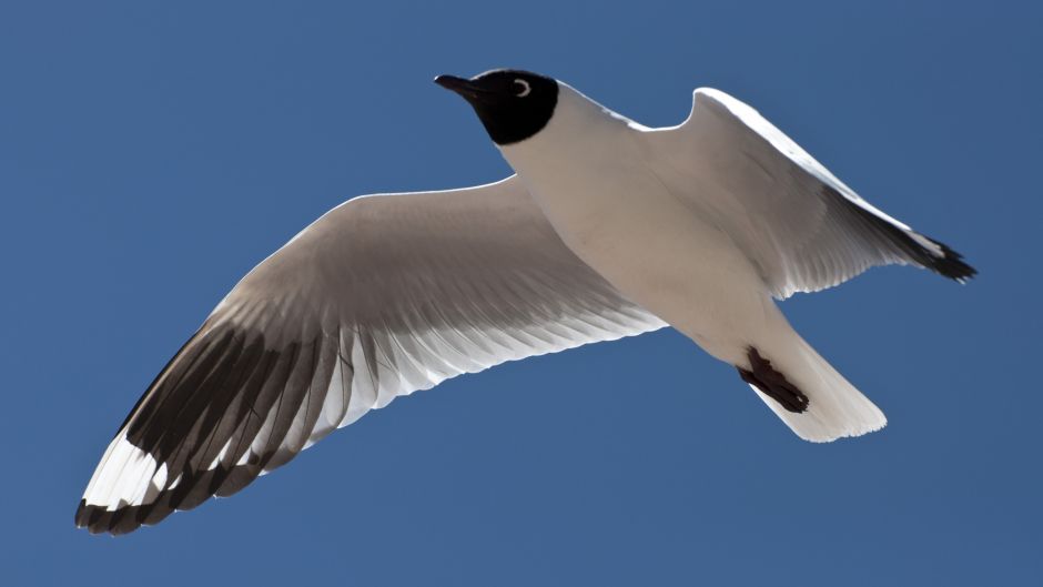 Gaviota Andina, Guia de Fauna. RutaChile.   - BOLIVIA