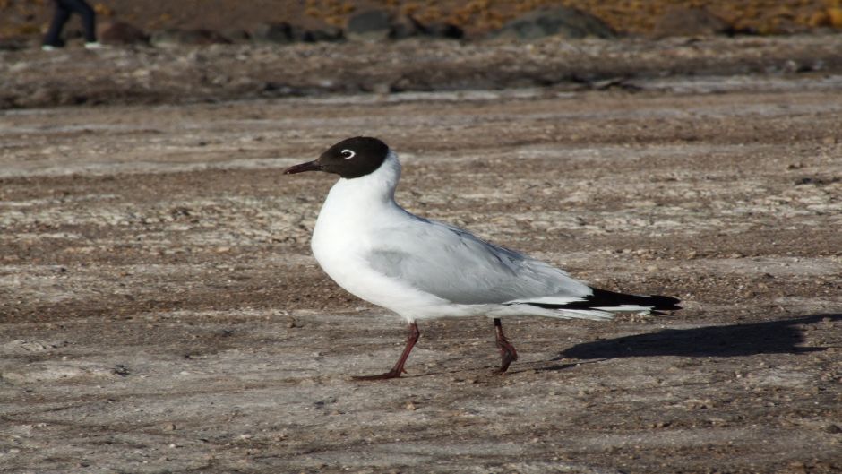 Gaviota Andina, Guia de Fauna. RutaChile.   - 