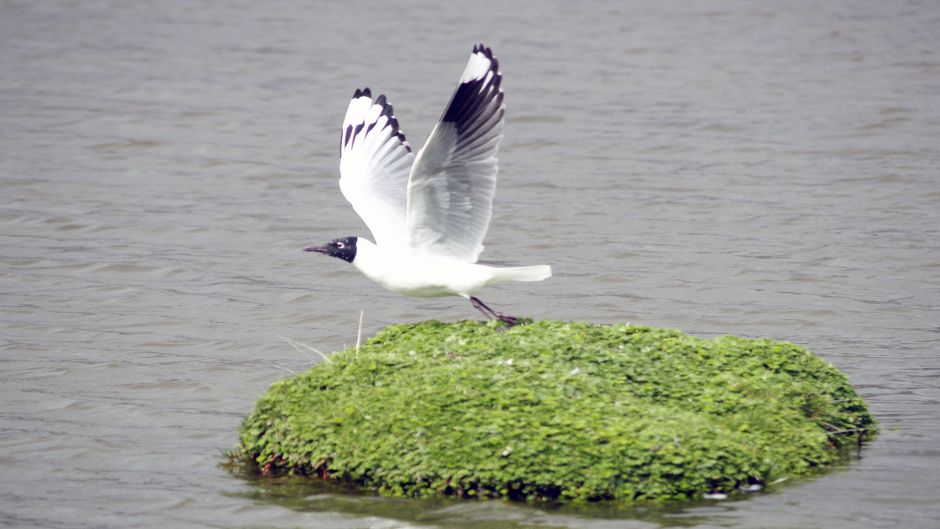 Gaviota Andina, Guia de Fauna. RutaChile.   - CHILE