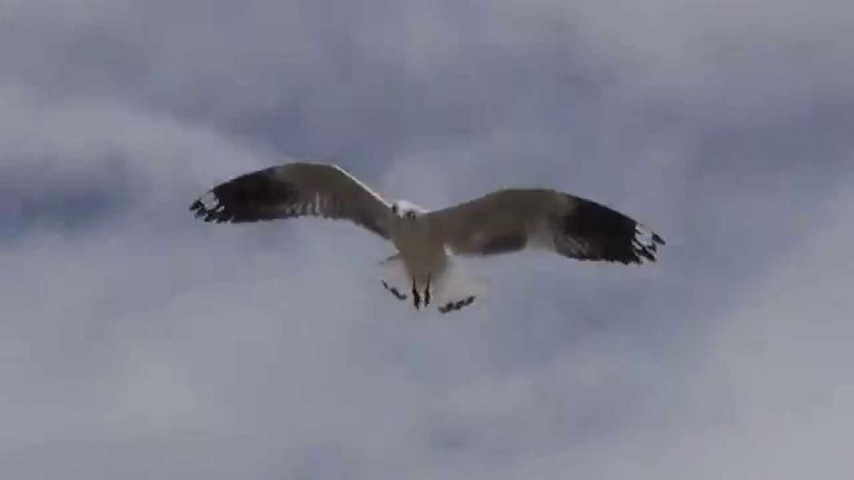 Gaviota Andina, Guia de Fauna. RutaChile.   - 