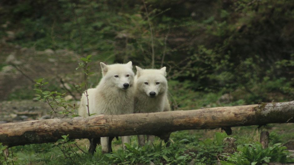 Lobo Ártico.   - CANADA