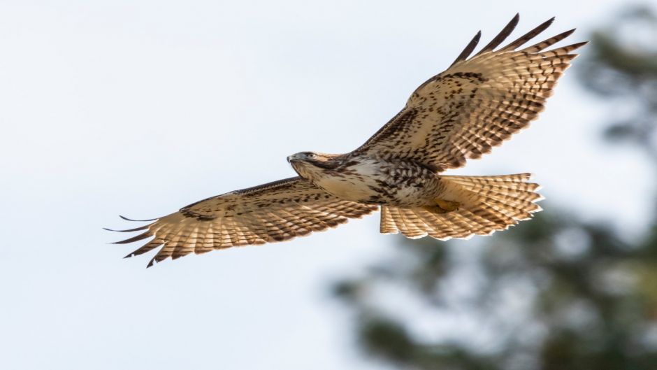 Aguila, Guia de Aves. .   - 