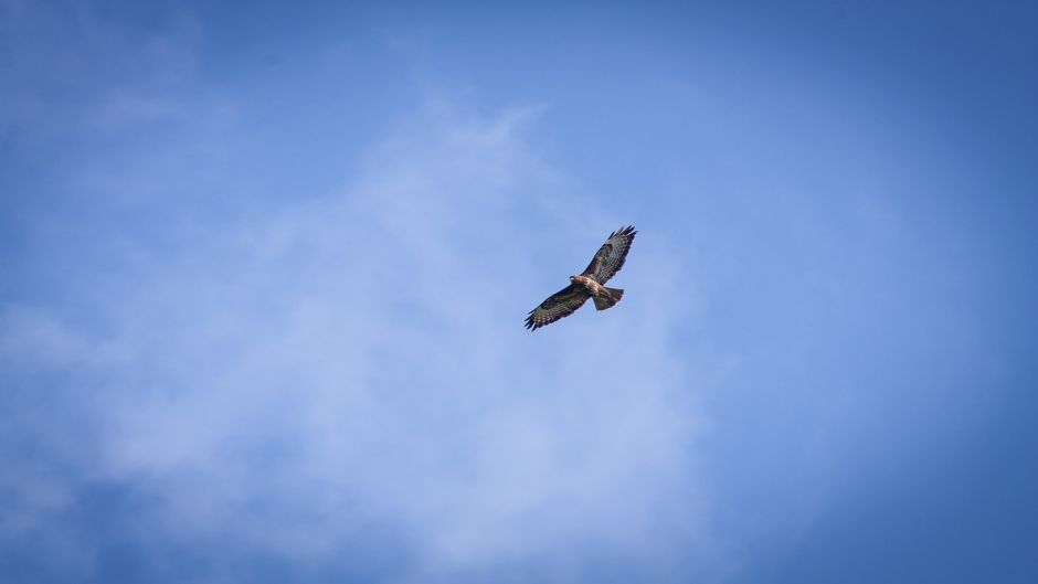 Aguilucho.   - CHILE