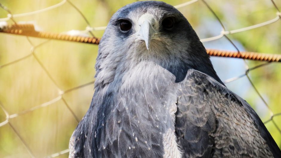 Aguilucho.   - CHILE