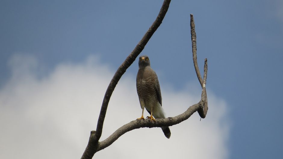 Aguilucho.   - 