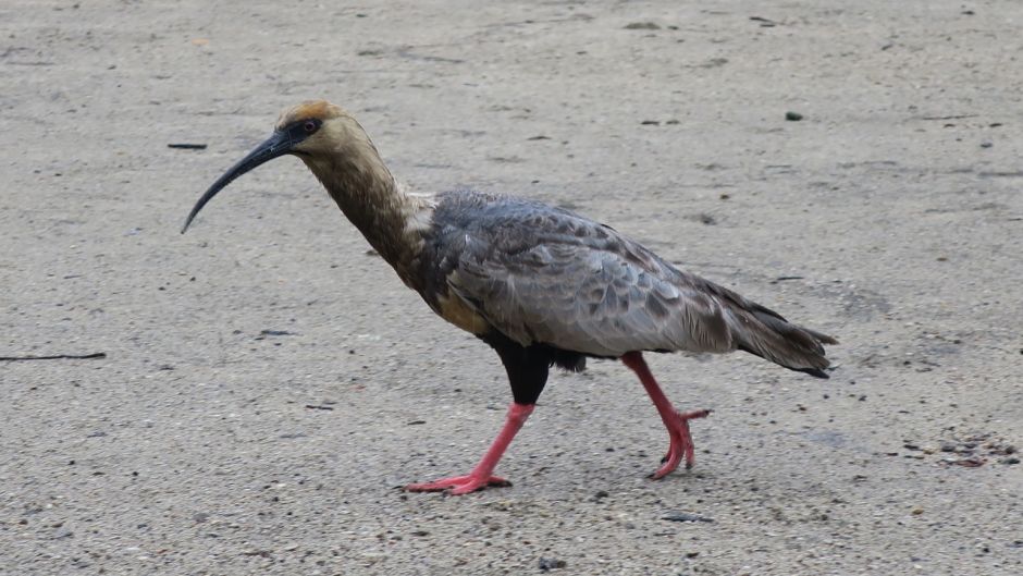 Bandurria, Guia de Fauna. RutaChile.   - BOLIVIA