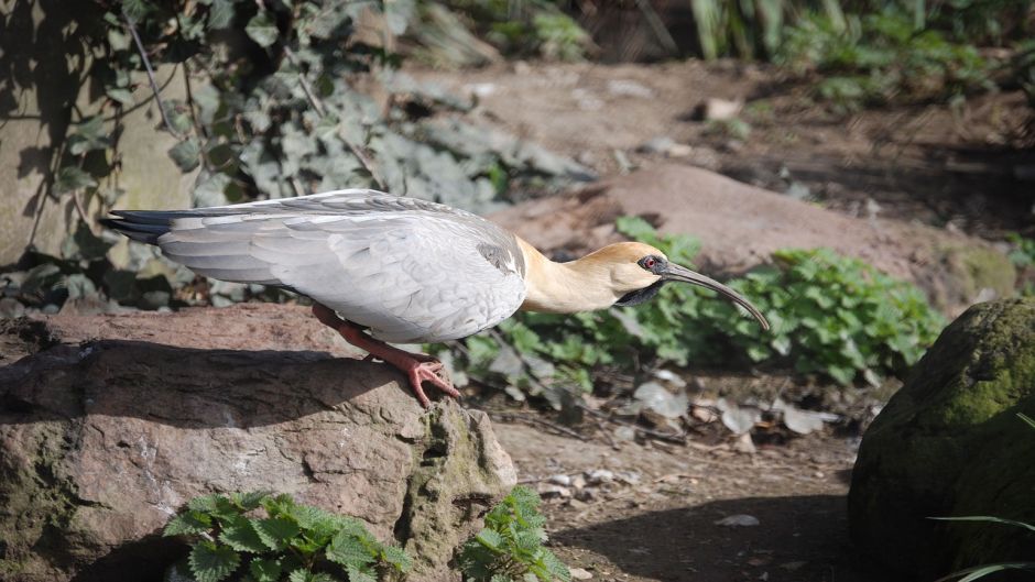 Bandurria, Guia de Fauna. RutaChile.   - CHILE