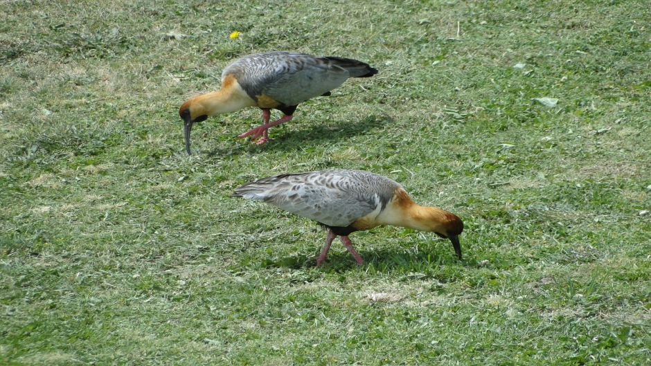 Bandurria, Guia de Fauna. RutaChile.   - COLOMBIA