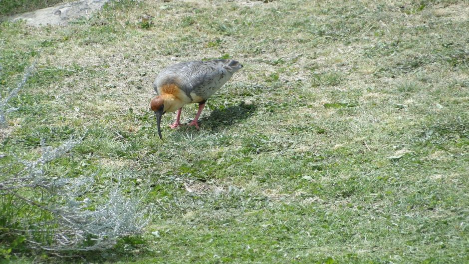 Bandurria, Guia de Fauna. RutaChile.   - PERU