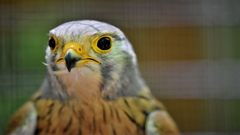 Cernicalo, Guia de Aves.   - COLOMBIA