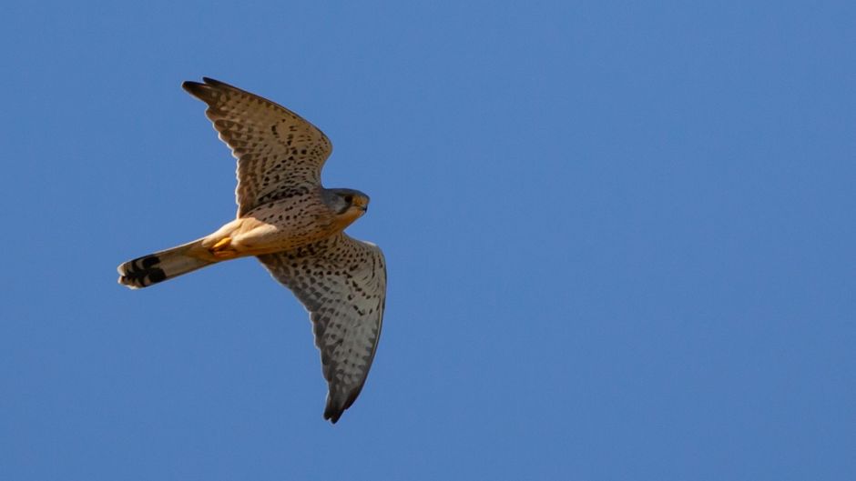 Cernicalo, Guia de Aves.   - ARGENTINA