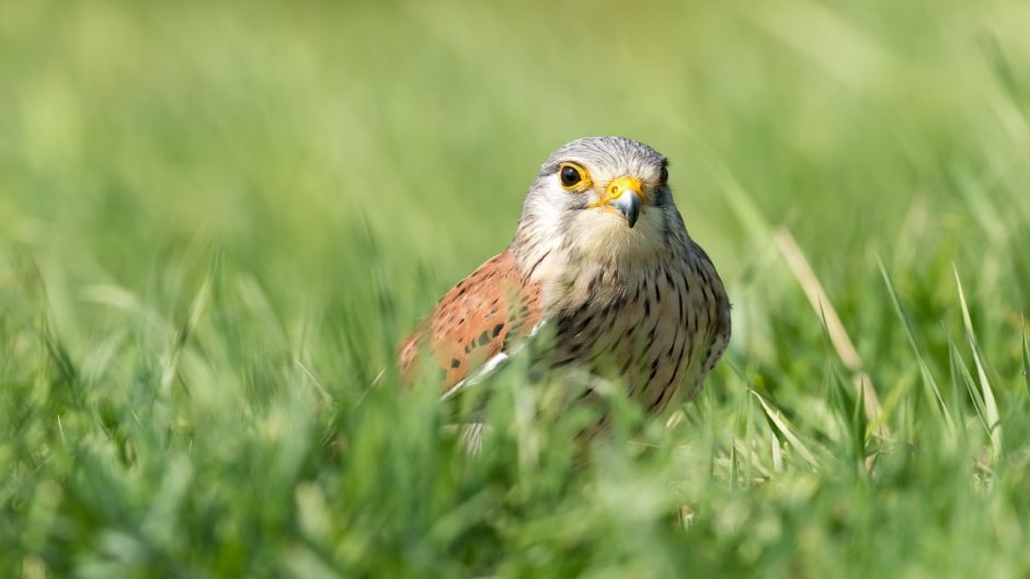 Cernicalo, Guia de Aves.   - CUBA