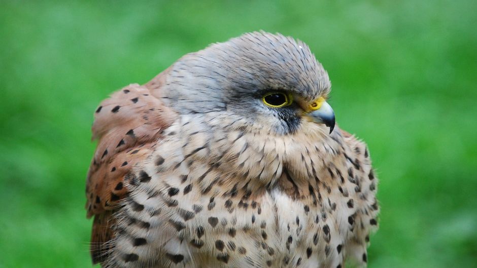 Cernicalo, Guia de Aves.   - COLOMBIA