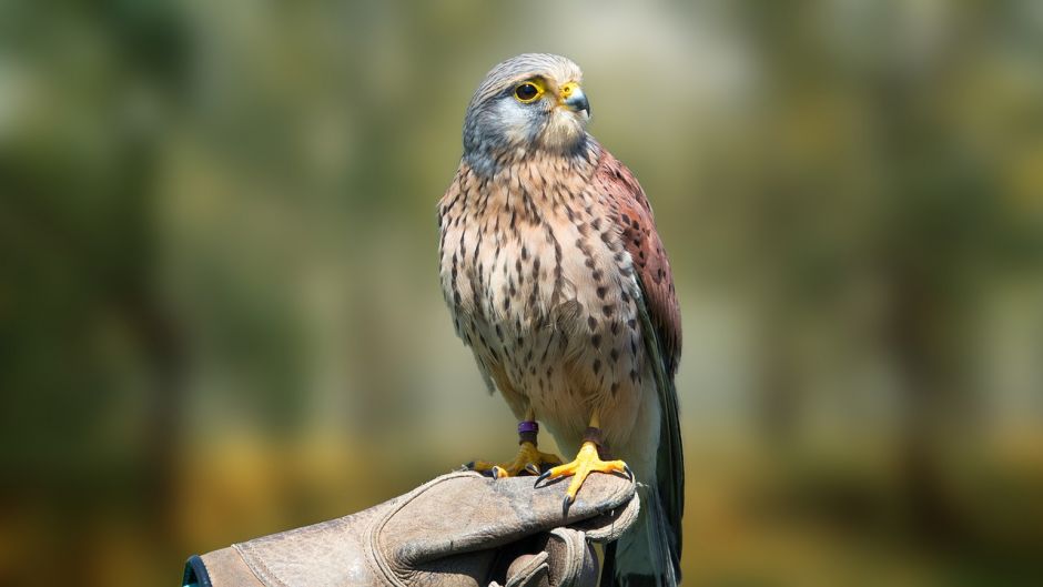 Cernicalo, Guia de Aves.   - URUGUAY