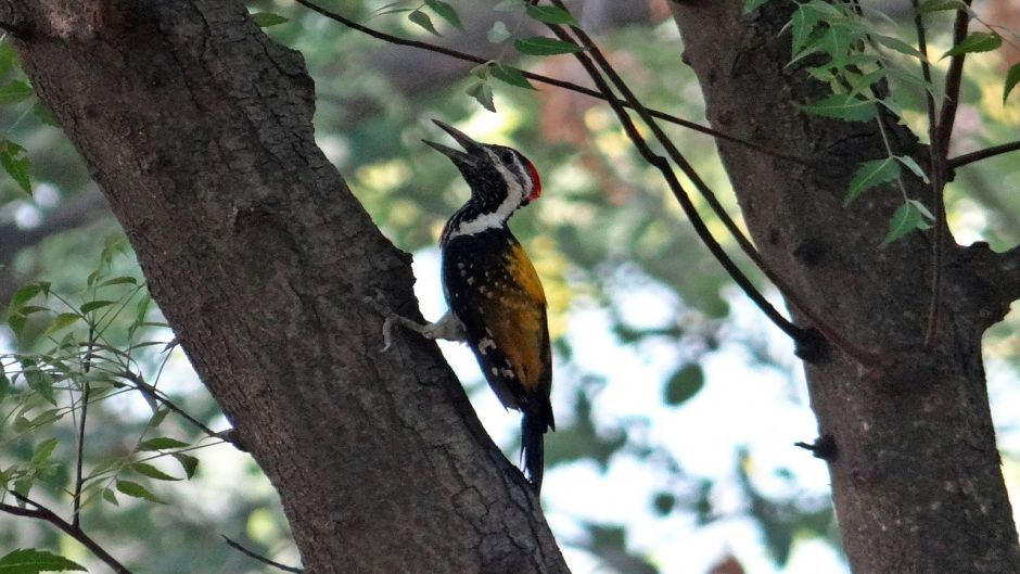 Carpintero Negro, Guia de Fauna. RutaChile.   - CHILE