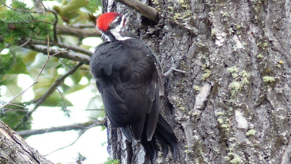 Carpintero Negro, Guia de Fauna. RutaChile.   - 