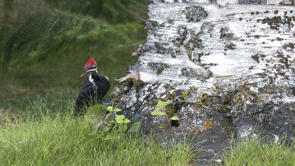 Carpintero Negro, Guia de Fauna. RutaChile.   - CHILE