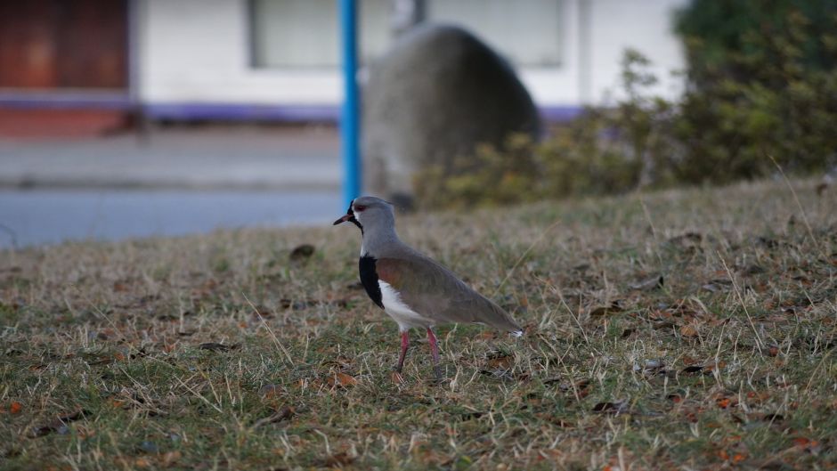 Queltehue, Guia de Fauna. RutaChile.   - URUGUAY