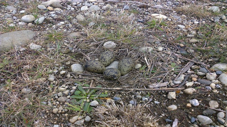 Queltehue, Guia de Fauna. RutaChile.   - URUGUAY