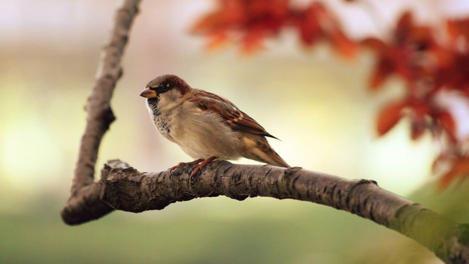 Ave muy amistosa y basicamente insectivora, vive en todos los campo.   - PARAGUAY