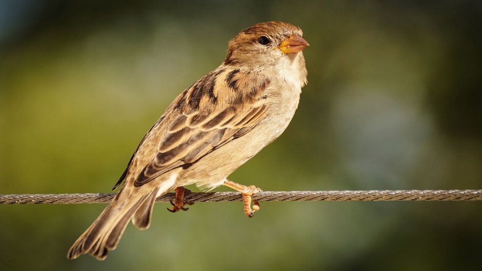 Ave muy amistosa y basicamente insectivora, vive en todos los campo.   - PANAMA