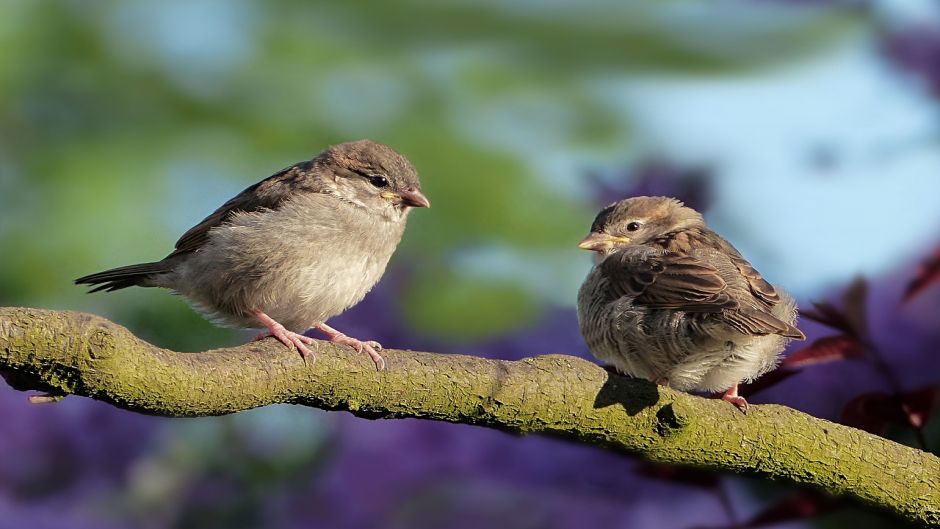 Ave muy amistosa y basicamente insectivora, vive en todos los campo.   - PARAGUAY