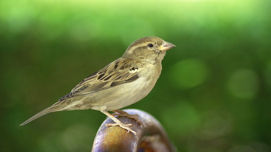 Ave muy amistosa y basicamente insectivora, vive en todos los campo.   - ARGENTINA