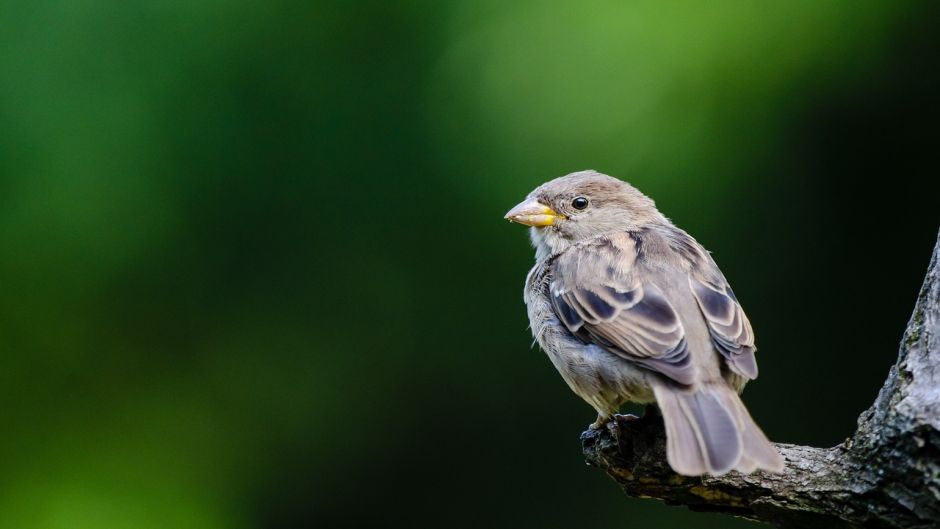 Ave muy amistosa y basicamente insectivora, vive en todos los campo.   - PANAMA