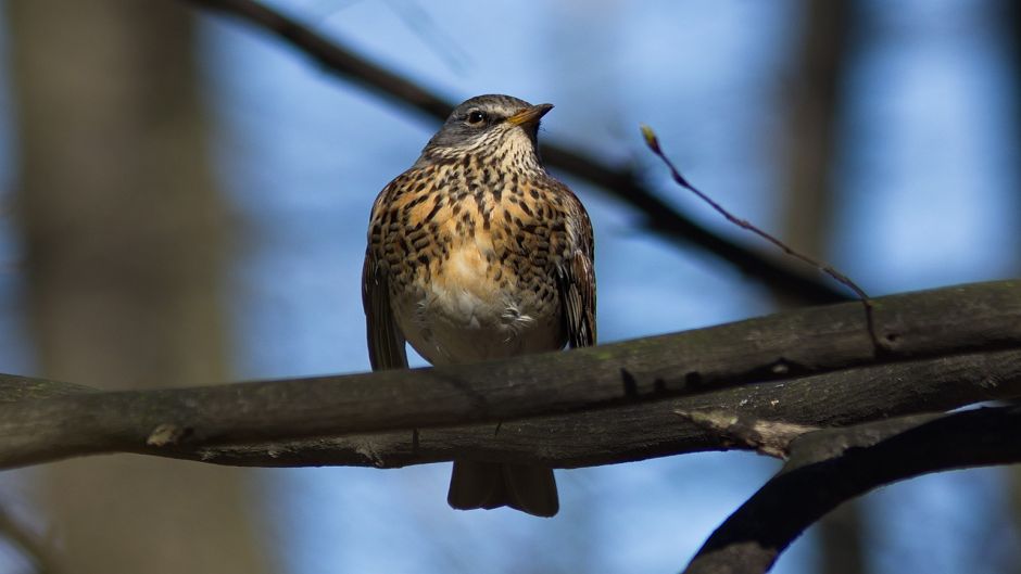 Zorzal, Guia de Fauna. RutaChile.   - 