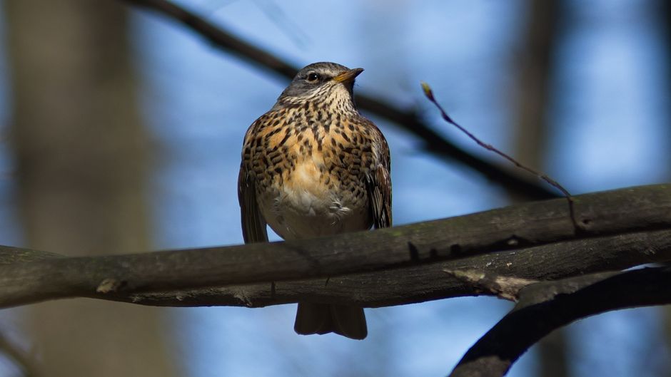 Zorzal, Guia de Fauna. RutaChile.   - UCRANIA