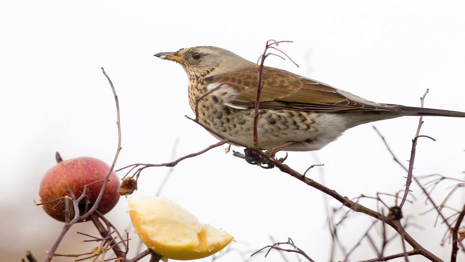 Zorzal, Guia de Fauna. RutaChile.   - 