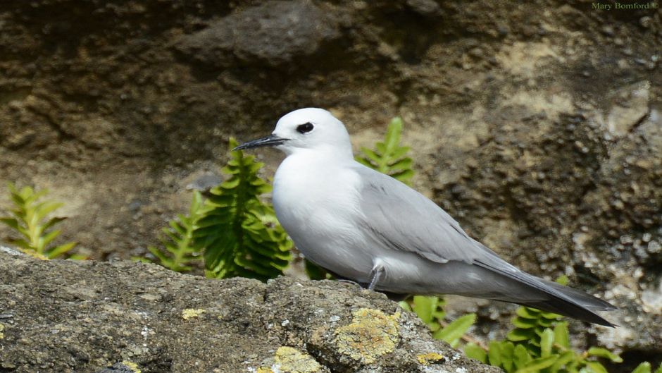 Tiñosa gris, Guia de Fauna. RutaChile.   - CHILE