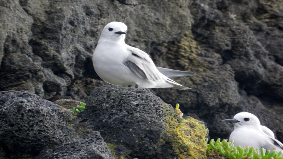 Tiñosa gris, Guia de Fauna. RutaChile.   - CHILE