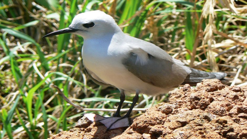 Tiñosa gris, Guia de Fauna. RutaChile.   - CHILE