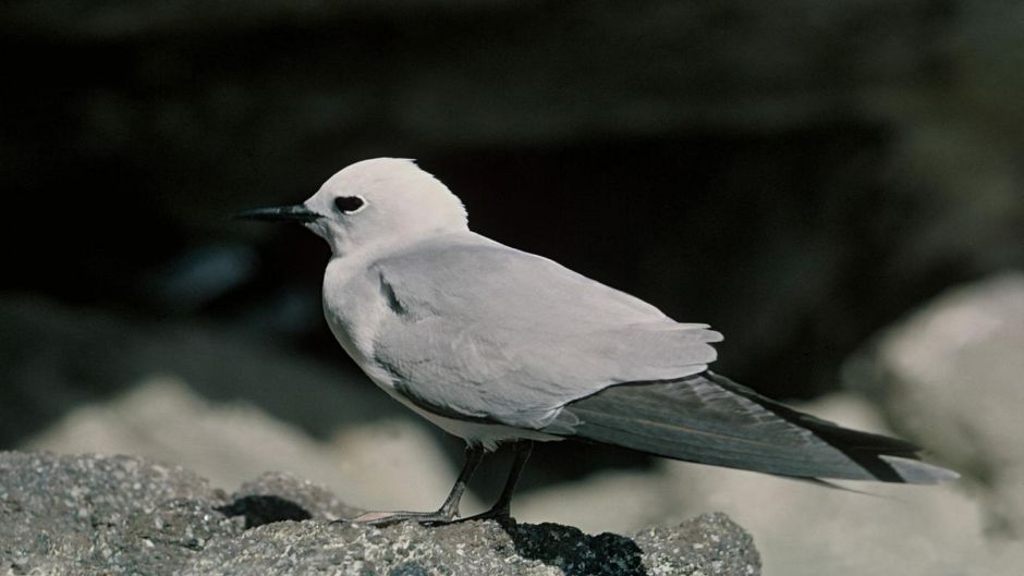 Tiñosa gris, Guia de Fauna. RutaChile.   - 