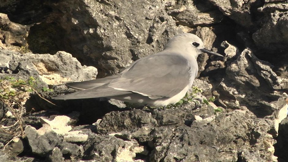 Tiñosa gris, Guia de Fauna. RutaChile.   - 