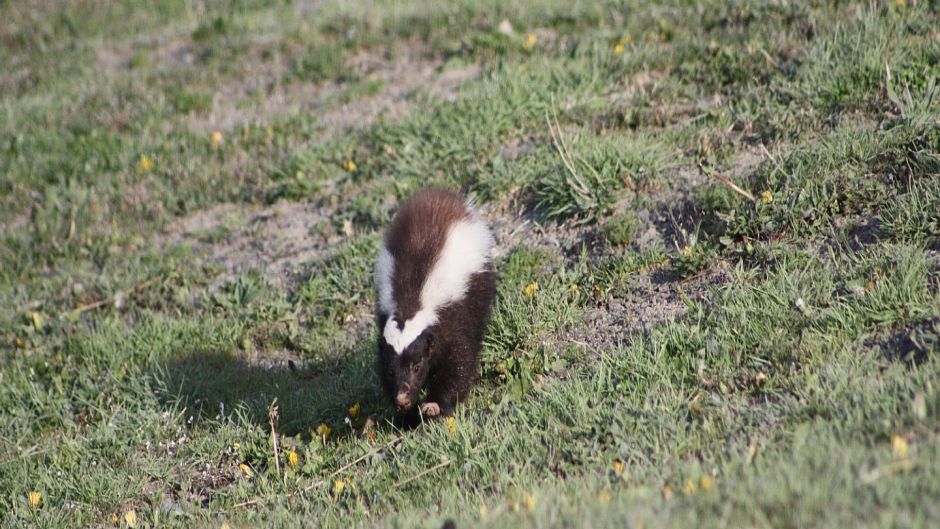 Chingue de la Patagonia, Guia de Fauna. RutaChile.   - ARGENTINA