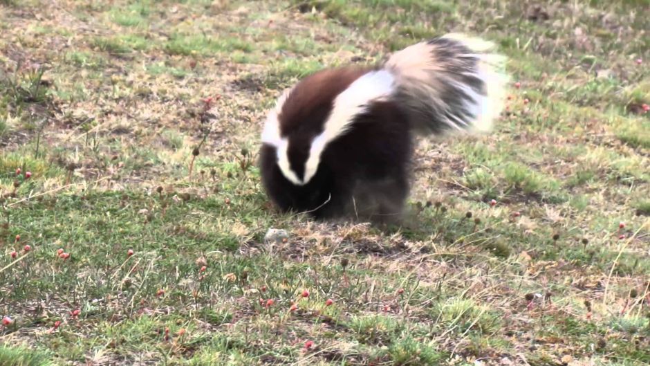 Chingue de la Patagonia, Guia de Fauna. RutaChile.   - ARGENTINA