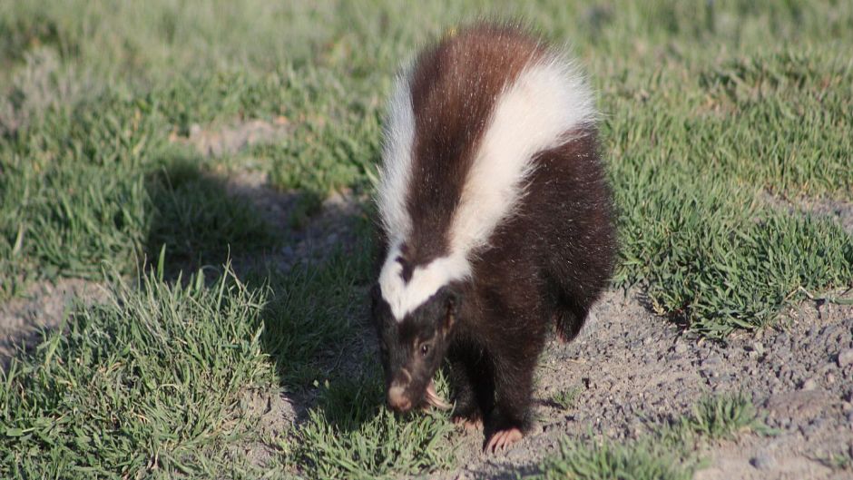 Chingue de la Patagonia, Guia de Fauna. RutaChile.   - 