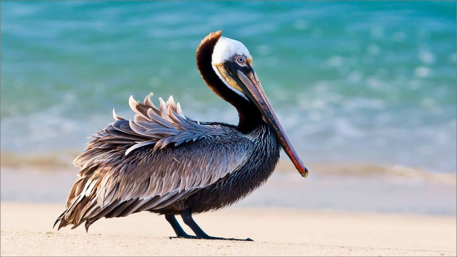 Pelicano Pardo.   - PANAMA