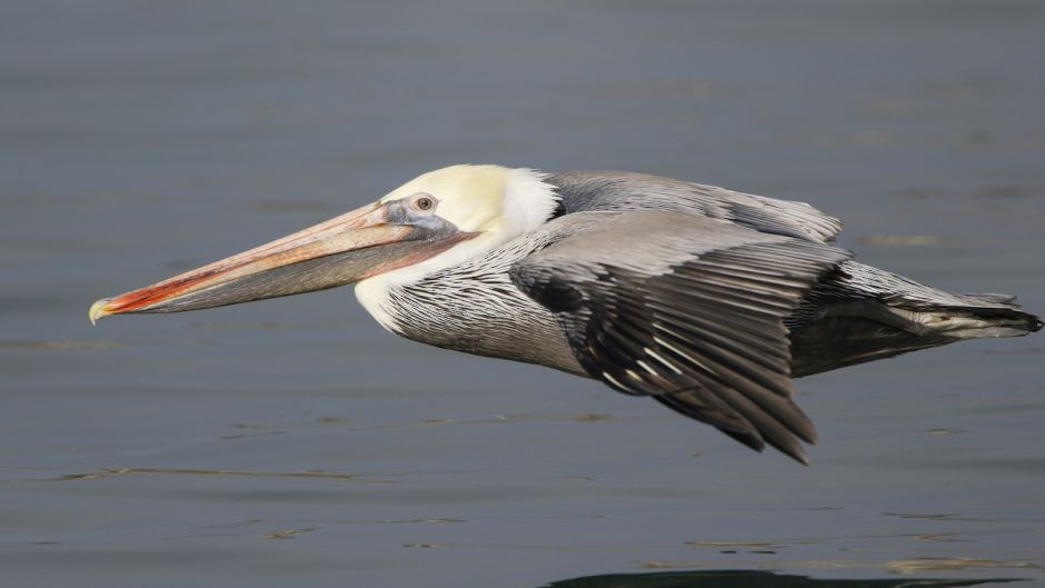 Pelicano Pardo.   - ECUADOR