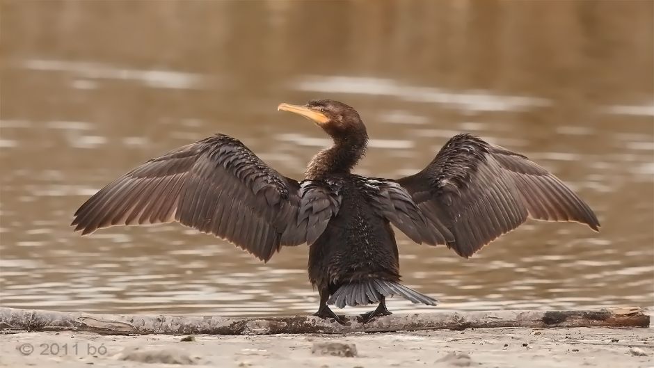 Pato yeco, Guia de Fauna. RutaChile.   - MEXICO