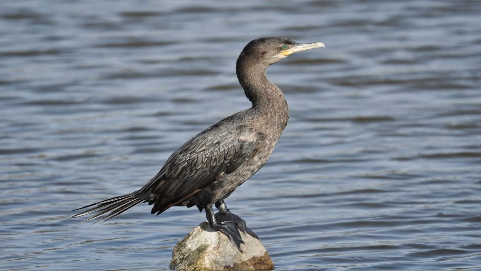 Pato yeco, Guia de Fauna. RutaChile.   - COLOMBIA