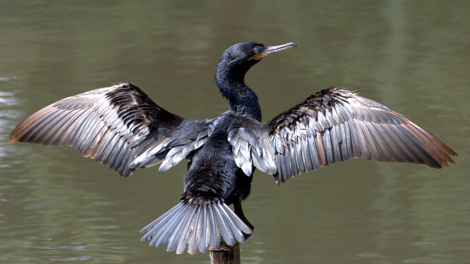 Pato yeco, Guia de Fauna. RutaChile.   - CHILE